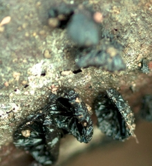 Resupinatus alboniger