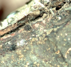 Resupinatus alboniger