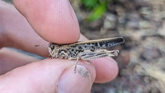 Austroicetes