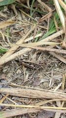 Austroicetes