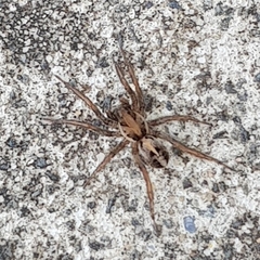 Artoriopsis