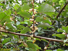 Elaeagnus thunbergii
