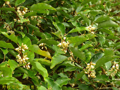 Elaeagnus thunbergii