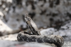 Vipera ammodytes