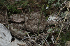 Vipera ammodytes