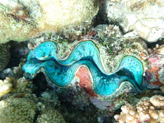 Tridacninae
