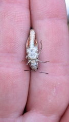 Austroicetes