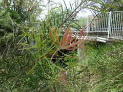 Melaleuca linearis