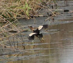 Ixobrychus minutus payesii