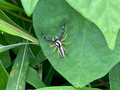 Epocilla