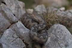 Vipera ammodytes