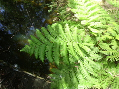Cyathea cooperi