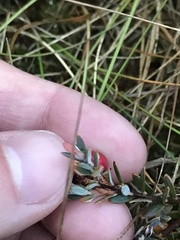Acrothamnus colensoi