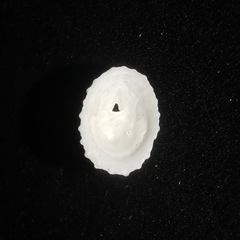Puncturella nobilis