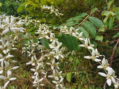 Congea tomentosa