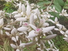 Congea tomentosa