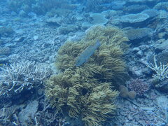 Plectropomus leopardus