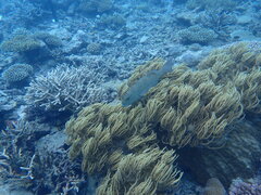 Plectropomus leopardus