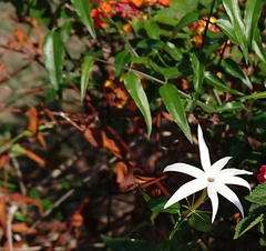 Jasminum nervosum