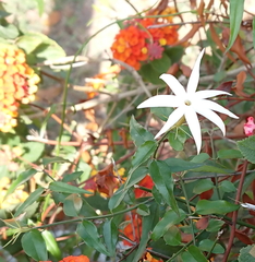 Jasminum nervosum