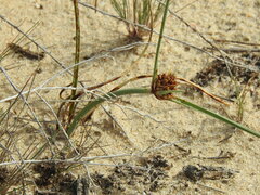 Cyperus capitatus