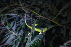 Bronchocela jubata