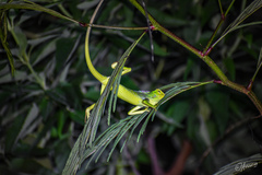 Bronchocela jubata