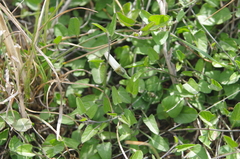 Convolvulus waitaha