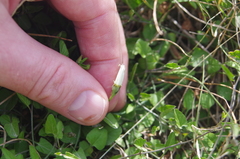 Convolvulus waitaha