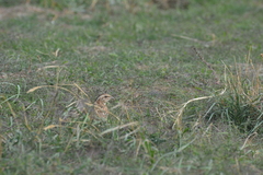 Coturnix coturnix