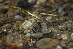 Microhyla achatina