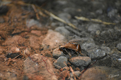 Microhyla achatina