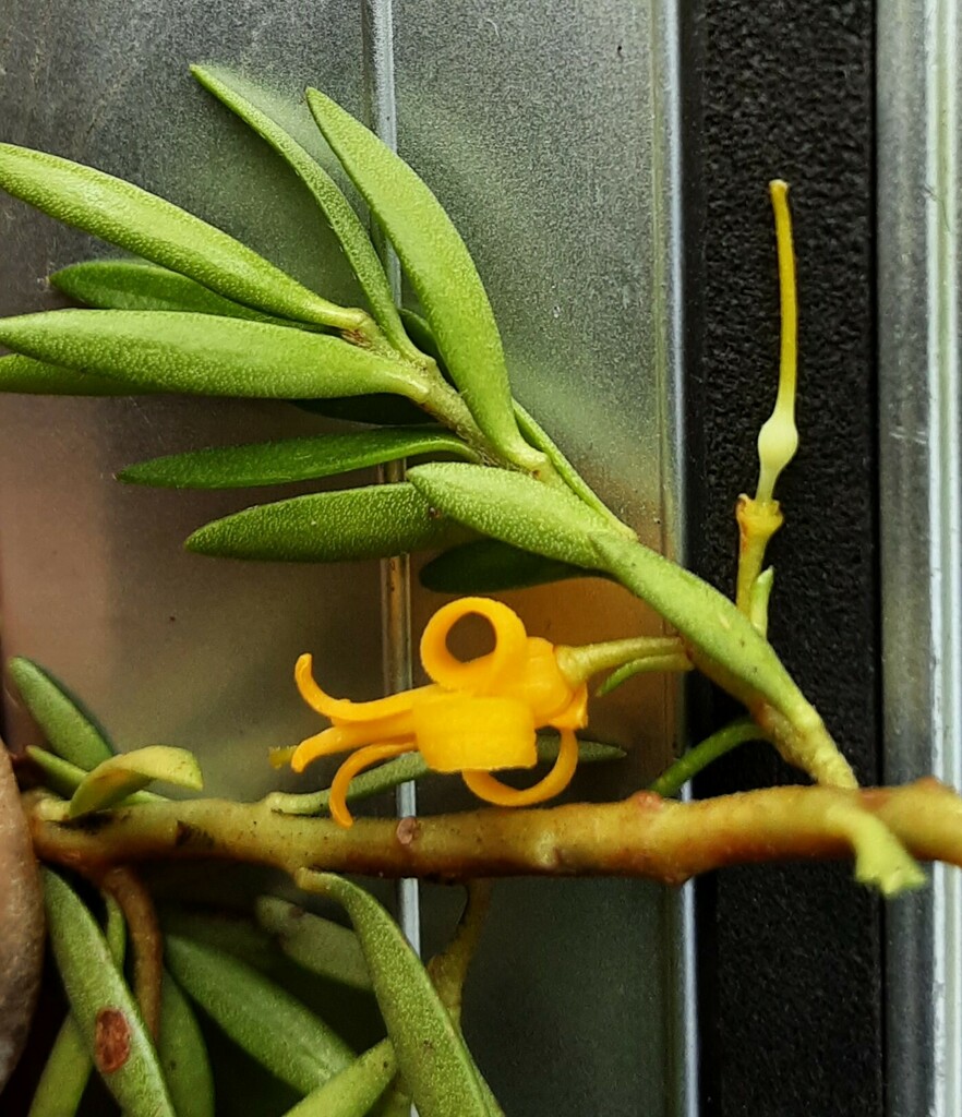 Persoonia recedens