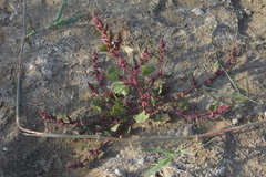 Oxybasis chenopodioides