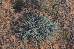 Astragalus dolichophyllus