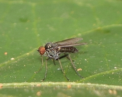 Diaphorinae