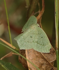 Maxates centrophylla