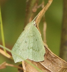 Maxates centrophylla