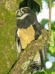 Pulsatrix perspicillata