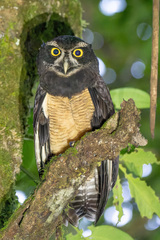 Pulsatrix perspicillata