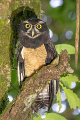 Pulsatrix perspicillata