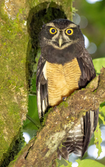 Pulsatrix perspicillata