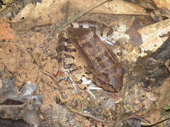 Leptodactylus knudseni