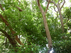Cinnamomum camphora