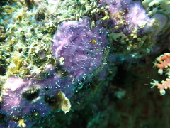 Zanclea