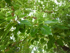 Cinnamomum camphora