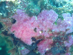 Zanclea