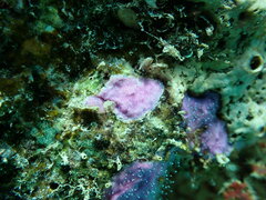 Zanclea