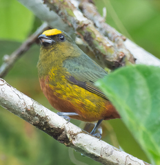 Euphonia gouldi