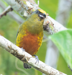 Euphonia gouldi